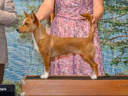 Averson Franny Foxtrot